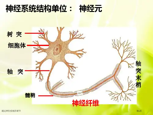 通过神经系统的调节