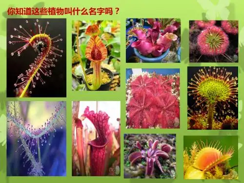 人美版小学三年级美术下册《吃虫草》教学课件