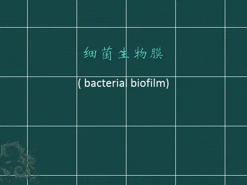 细菌生物膜