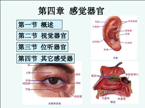 -感觉器官ppt课件
