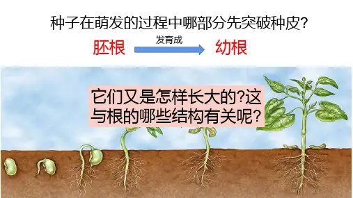 植物根的生长  课件