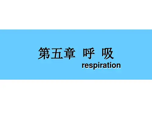 第5章  呼吸 生理学