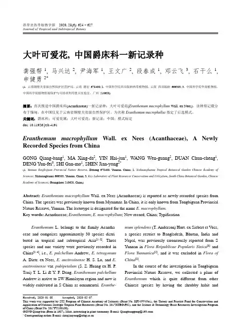 大叶可爱花,中国爵床科一新记录种