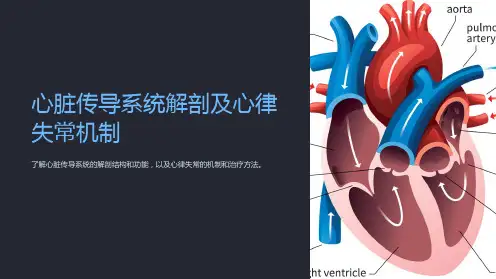 心脏传导系统解剖及心律失常机制