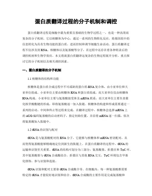 蛋白质翻译过程的分子机制和调控