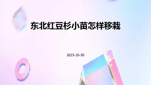 东北红豆杉小苗怎样移栽