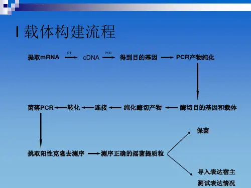 载体构建流程ppt课件
