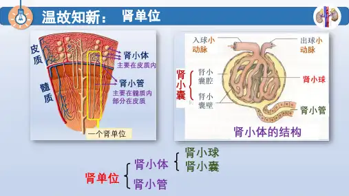 11.2 尿液的形成与排出(课时2)北师大版七年级下册生物课件(共14张PPT)
