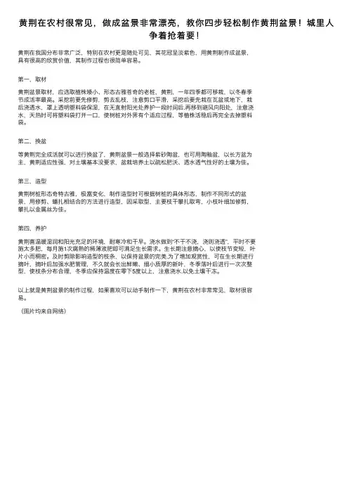 黄荆在农村很常见，做成盆景非常漂亮，教你四步轻松制作黄荆盆景！城里人争着抢着要！