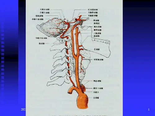 脑血管解剖图-文档资料