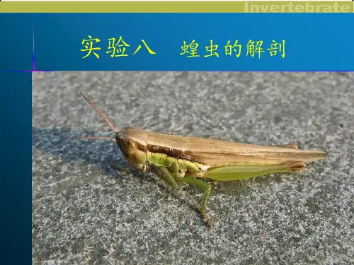 实验：蝗虫的解剖