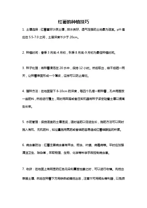 红薯的种植技巧