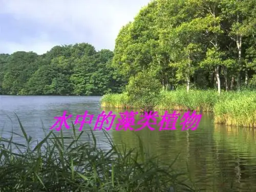 【初中生物】水中的藻类植物PPT课件2