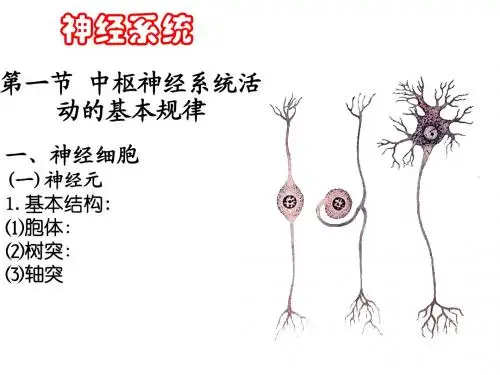 神经系统——神经元
