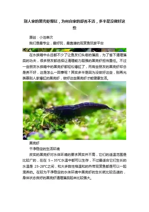 别人家的黑壳虾爆缸，为何自家的却养不活，多半是没做好这些