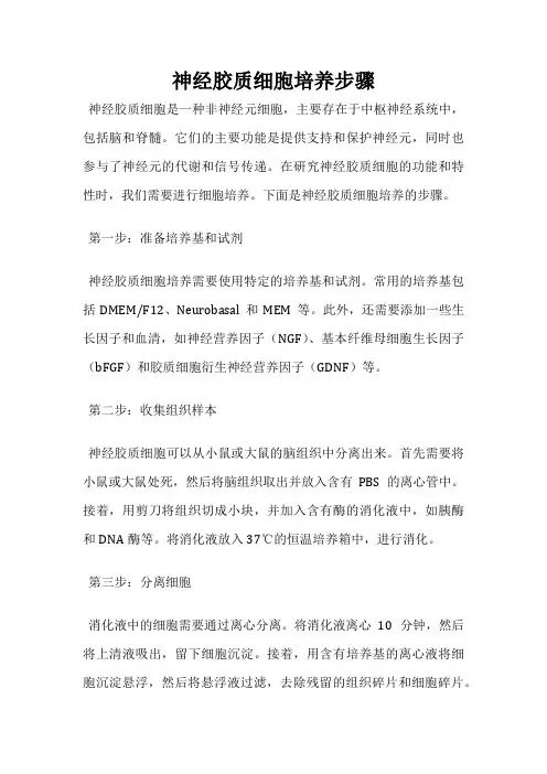 神经胶质细胞培养步骤