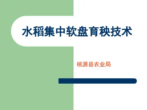 水稻软盘集中育秧技术