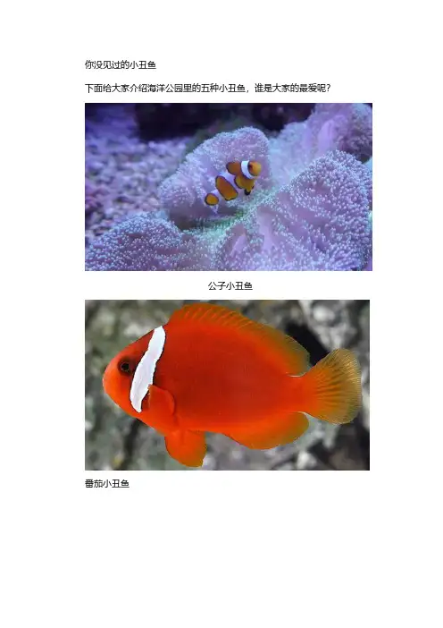 小丑鱼有哪几种