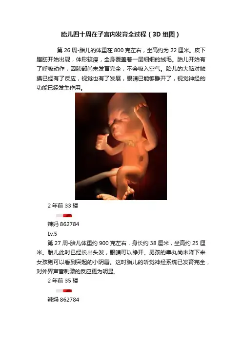 胎儿四十周在子宫内发育全过程（3D组图）