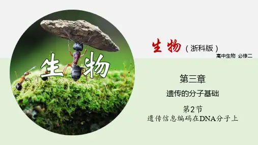 浙科版(2019)必修二  3-2  遗传信息编码在DNA分子上-  课件(25张)