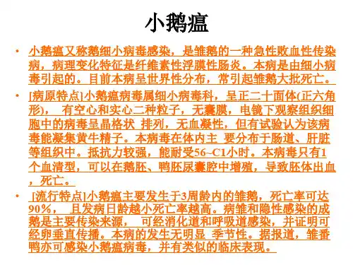 医学课件鸭病诊治图谱细小肝炎小鹅瘟图谱