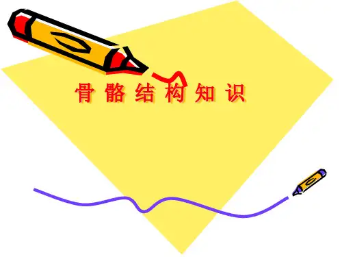 骨骼结构知识PPT课件