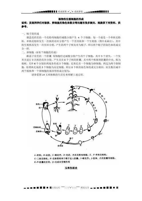 植物的生殖细胞的形成