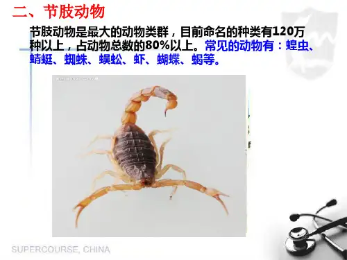 节肢动物