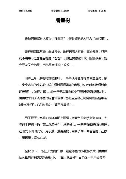 香榧树作文【小学五年级600字】