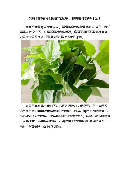 怎样将绿萝移到新的花盆里，都需要注意些什么？