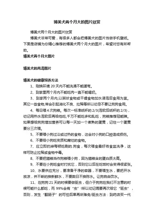 博美犬两个月大的图片欣赏
