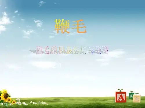 鞭毛