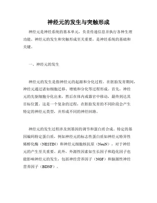 神经元的发生与突触形成