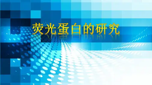 荧光蛋白