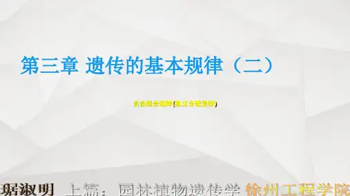 遗传的基本规律(二)—独立分配