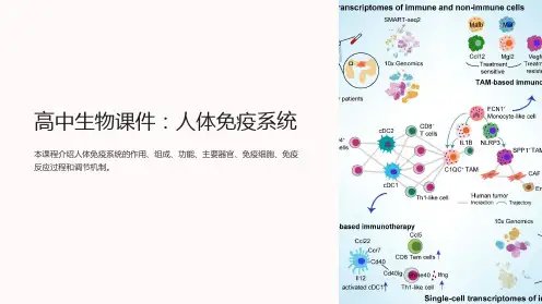 高中生物课件：人体免疫系统