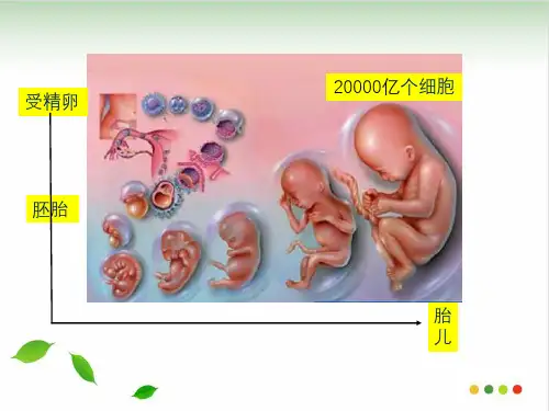 基因的选择性表达及表观遗传ppt课件