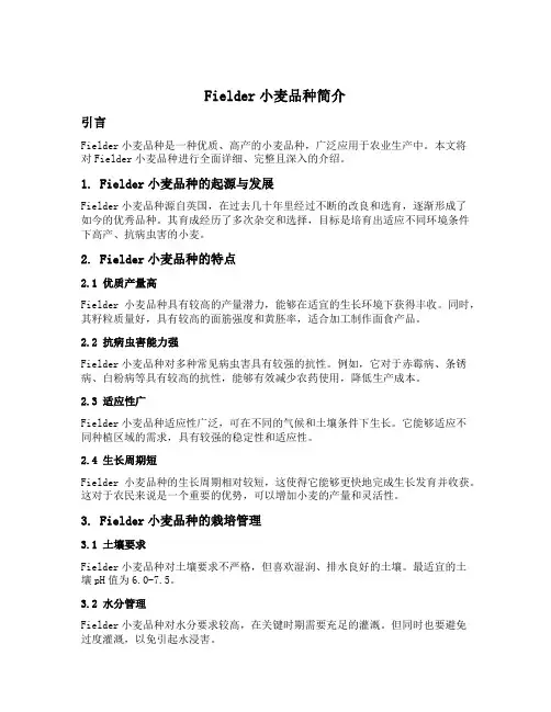 fielder小麦品种的简介