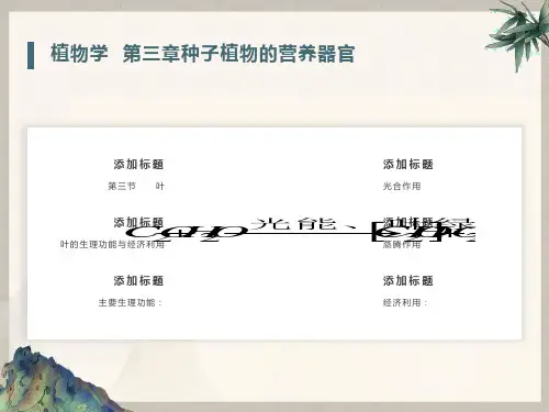 植物学第三章种子植物的营养器官