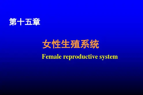 女性生殖系统ppt课件