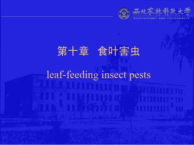 食叶害虫——精选推荐