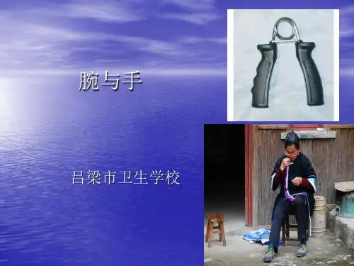 腕和手
