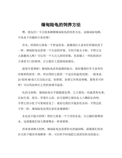 缅甸陆龟的饲养方法