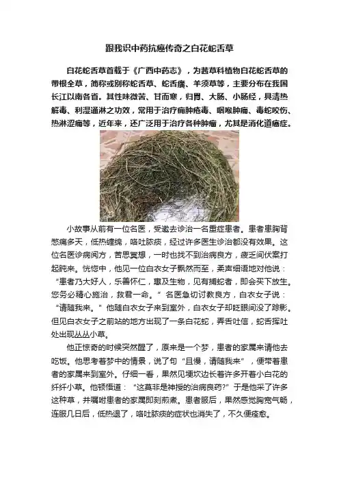 跟我识中药抗癌传奇之白花蛇舌草