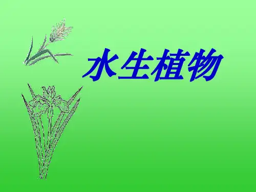教科版三年级上册科学《水生植物》植物PPT说课教学课件学习