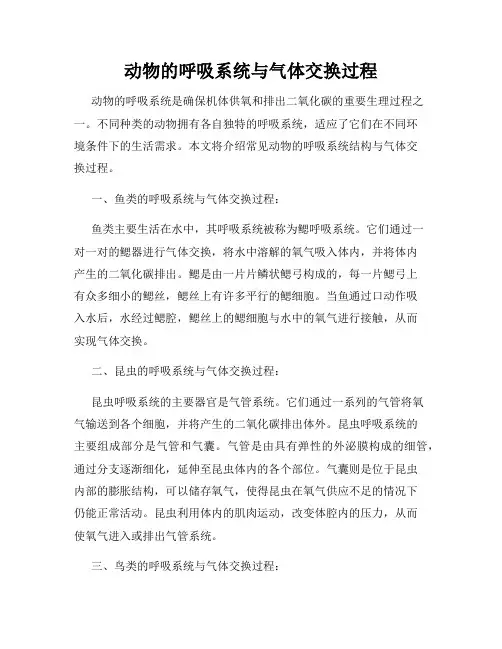 动物的呼吸系统与气体交换过程