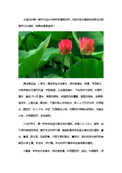 水培的花卉有哪些