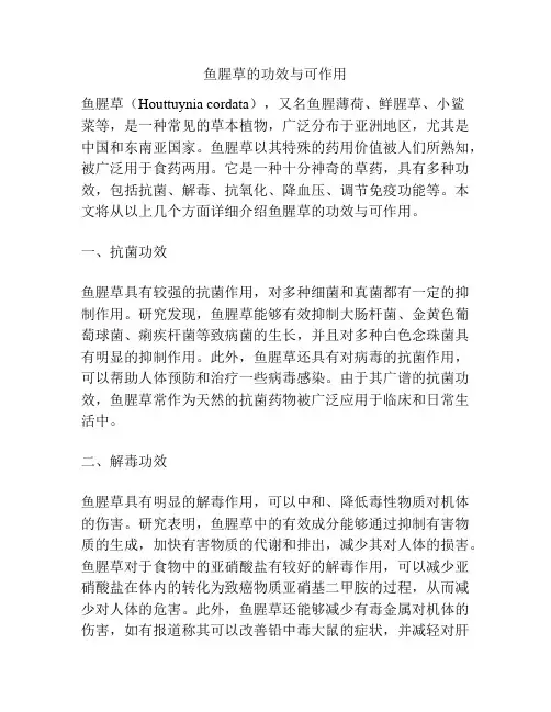 鱼腥草的功效与可作用