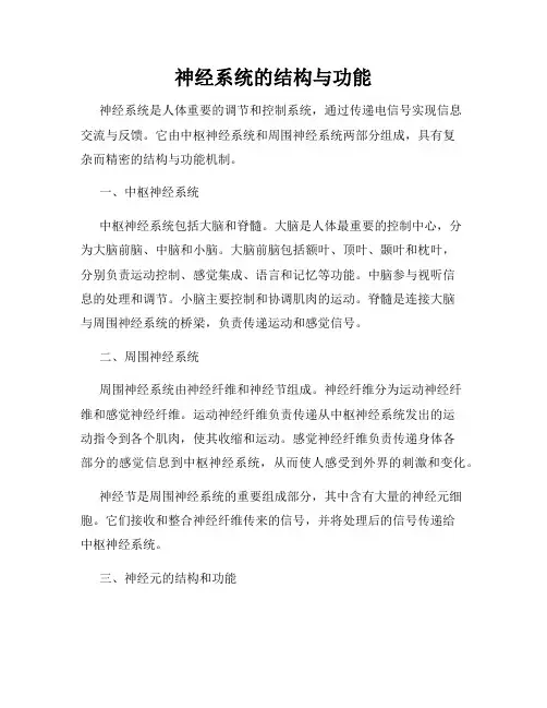 神经系统的结构与功能