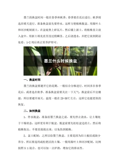 墨兰什么时候换盆